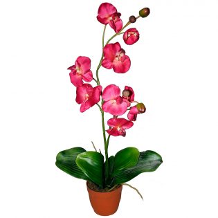 Орхидея в горшке "Светло-боровая"